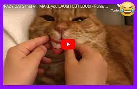 Crazy Cats That Will Make You Laugh Out Loud Funny Cat Complation Funny Cats Crazy Cats Funny Cat Faces