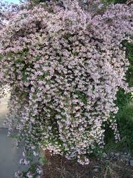 Beauty Bush Gammon S Garden Center Landscape Nursery