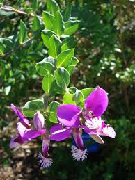 Image result for Polygala marensis