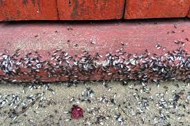 Rentokil offers a range of treatment options to get rid of termites and technical solutions to protect property from termites. Griffin S Pest Control Is No Exception