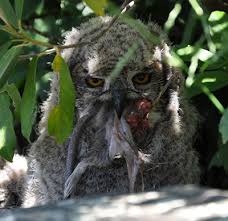 Perhaps some of the favorite prey items of most medium to large sized owls appear to be small mammals like rats, mice, squirrels and rabbits, among others. Spotted Eagle Owl Sanbi