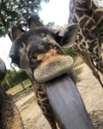 Nov 17, 2013 · sure, they're for camouflage too, but researchers have found out that a giraffe's spots are also thermal windows. Cincinnati Zoo On Twitter Baby Giraffe Fenn Has That Fridayfeeling A Giraffe S Tongue Is Between 18 And 20 Inches Long And Is Prehensile Which Allows It To Grasp And Pull Leaves Into