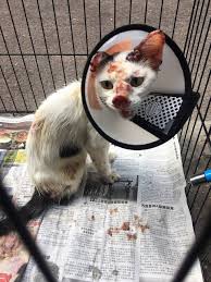 My diarymy journey merawat kucing sporo via. Cara Merawat Sporo Kucing