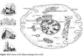 Slide show to show how a computer works like a cell. Untitled Document