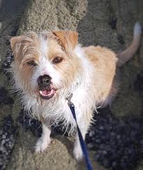 Shih Tzu Fox Terrier Mix Jack Russell Terrier Puppy Near Me Jack Russell  Terrier Dog Breed: