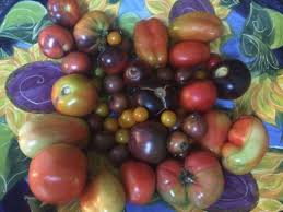 Check spelling or type a new query. Dwarf Tomato Project
