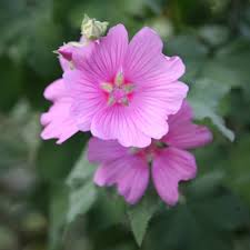 Buy Tree Mallow Syn Lavatera Olbia Rosea Lavatera Clementii Rosea