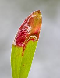 Image result for Enteucha acetosae