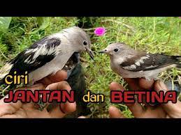 Harga anakan burung jalak sutra atau burung jalak kapas rp. Paling Gampang Menentukan Jenis Kelamin Burung Jalak Kapas Jalak Sutra Youtube