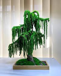 Port jackson fig fortunella hindsii: Ancient Stone Weeping Willow By Aquaman Design Facebook
