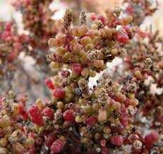 Image result for Halosarcia indica