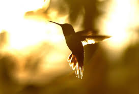 We did not find results for: Hummingbirds Are Back In Colorado Here S How To Attract Them To Your Yard Greeley Tribune