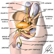 It is functional and can be … Anatomy Of The Male Genitourinary Tract In Relation With De Pelvic Download Scientific Diagram