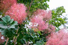 4 lepidopteran larvae depend on the cotinus genus. Smoke Bush Plant Care And Growing Guide