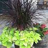 Ornamental grasses is a variety of grass that is grown as a pleasing decorative foliage. 1