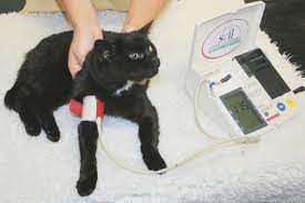 ‡ for cats with blood pressure ≤ 200 mmhg. Datei Blood Pressure Cat Oscillometric Jpg Wikipedia