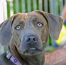 Guideline for exacting dog owners. Blue Lacy Dog Photo Blue Lacy Question And Answer Blue Lacy Photos Blue Lacy Breeders Blue Blue Lacy Dog Blue Lacy Dog Breeds