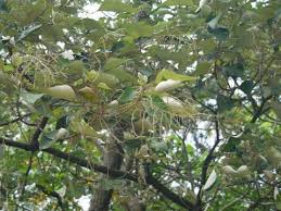 Image result for Mallotus