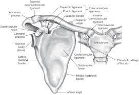 Feel your arm bone fold into the front of your shoulder socket as the arm lifts. Chapter 4 Shoulder Girdle Diagram Quizlet