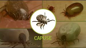 Daca vreti sa va protejati impotriva daca vreti sa va protejati impotriva capuselor, dar fara a va umple de substante chimice, pastile sau vaccinuri, va oferim noi cinci metode naturale si. Cum Sa Scapi De Capuse Otrava Impotriva Capuselor Insecticide Capuse Blog Pestcontrol Expert