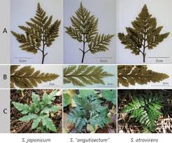 Image result for Pteris atrovirens