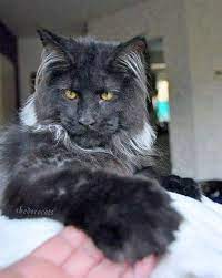 Pin On Maine Coons