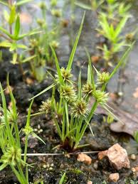 Image result for Cyperus squarrosus