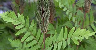 Image result for Osmunda regalis