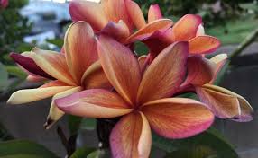 Barbados Apricot Brandy Frangipani Plumeria Flowers