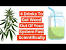 How Long Does Weed Stay In Your System