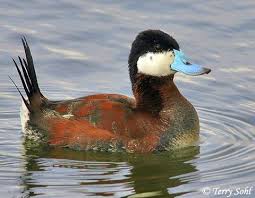 Black And White Duck Species Ruddy Duck Oxyura Jamaicensis Duck Species Pet Birds Duck Bird