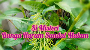 We did not find results for: Misteri Bunga Harum Sundal Malam Ladies Of The Night Flower Youtube