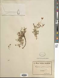 Image result for Cyphostemma obovato-oblongum