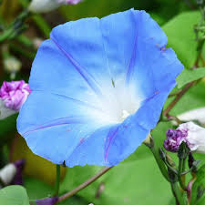 Image result for Ipomoea transvaalensis
