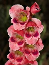 Image result for Gladiolus crassifolius