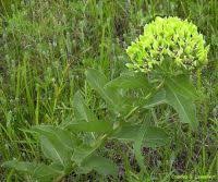 Image result for Strophanthus nicholsonii