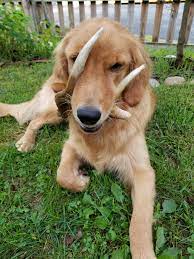 Check spelling or type a new query. The Rare And Elusive Saber Toothed Golden Retriever Funny