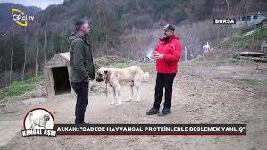 Kopeklerde Mantar Ve Egzama Tedavisi Enrocure Youtube