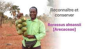 Image result for Tacazzea apiculata