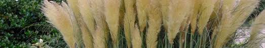 Image result for Cortaderia