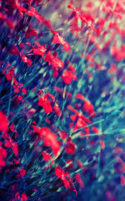 Large collection of pictures, which are conveniently divided into categories to help you find. Free Download 627 Beautiful Images Wallpaper Photo Pictures Hd Download For Mobile 950x1520 For Your Desktop Mobile Tablet Explore 41 New Pics Wallpaper New Wallpaper Photo Frames