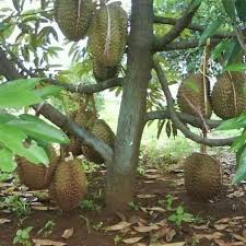 Duri hitam (ochee) adalah durian yang paling mahal di pasaran. Anak Pokok Durian Duri Hitam Black Torn Shopee Malaysia