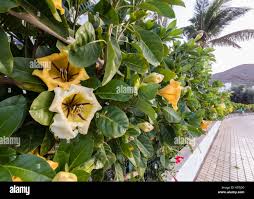 Image result for Solandra maxima