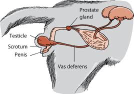 The female reproductive system includes the ovaries, fallopian tubes, uterus, vagina, vulva, mammary glands and breasts. The Gonads And Genital Tract Of Cats Cat Owners Veterinary Manual