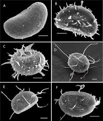 Image result for Lomariopsis rossii