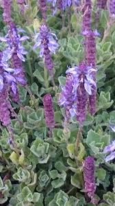 Plants that smell good add an exciting dimension to a garden. What Is This Pungent Plant With Spikes Of Purple Flowers Gardening Landscaping Stack Exchange