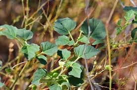 Image result for Physalis pubescens