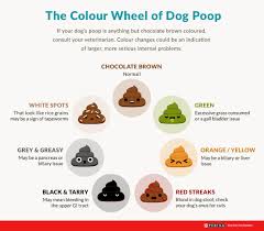 All About Dog Poop Dog Diarrhoea Colour And More Purina