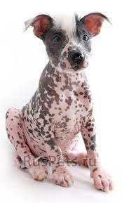 pin ot polzovatelya atquetzaly hdz na doske h xoloitzcuintli mexican hairless dog shenki sobaki zhivnost