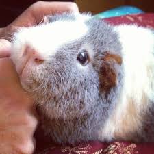 Pin On Guinea Pigs